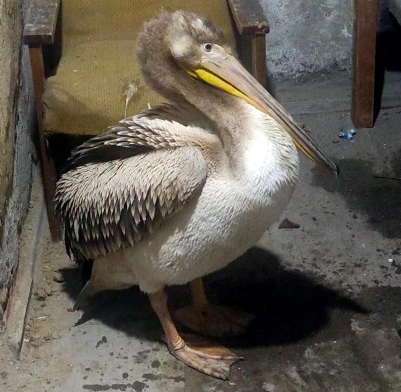 Бірқазан бағып отыр