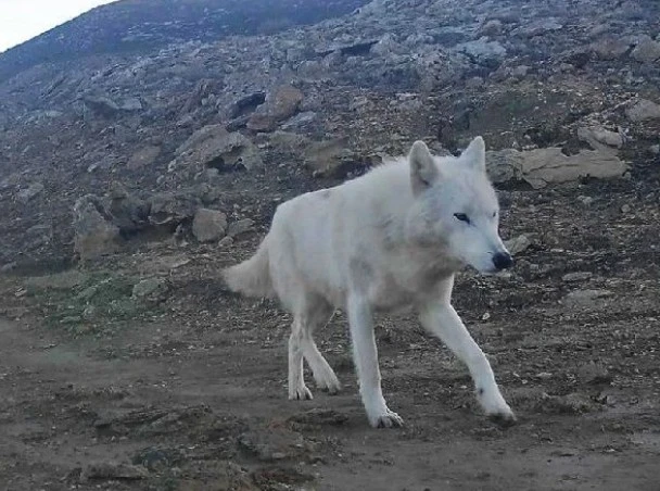 Үстірттегі ақ қасқыр