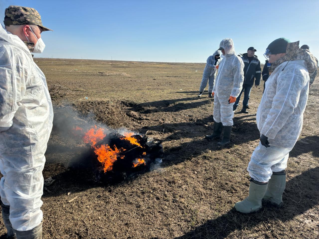 БҚО: сібір жарасынан қауіп жоқ