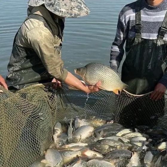 Балық кәсібінің бабын тапқан