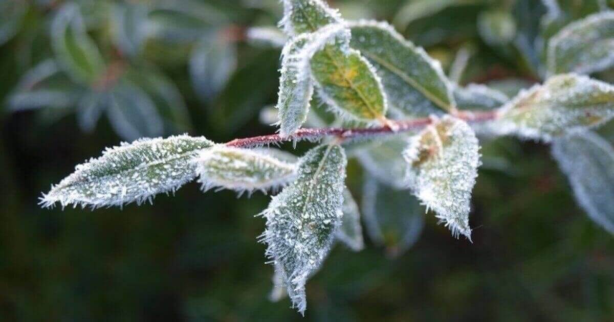 Қар, тұман, үсік: 30 сәуірге арналған ауа райы болжамы жарияланды