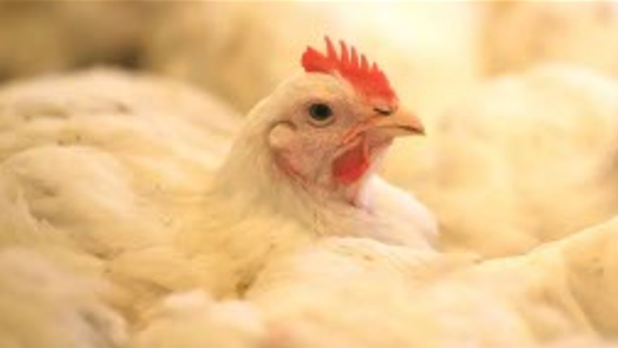 Ұялу мен қызару