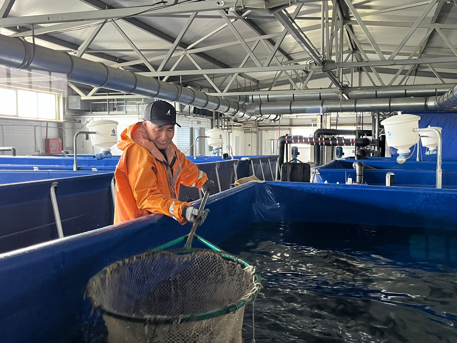 Сібір бекіресі шығыста өсіріледі