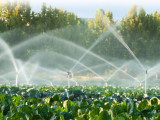 Елімізде ауыл шаруашылығына қанша су жұмсалады