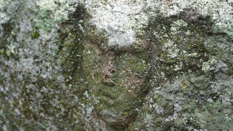 х