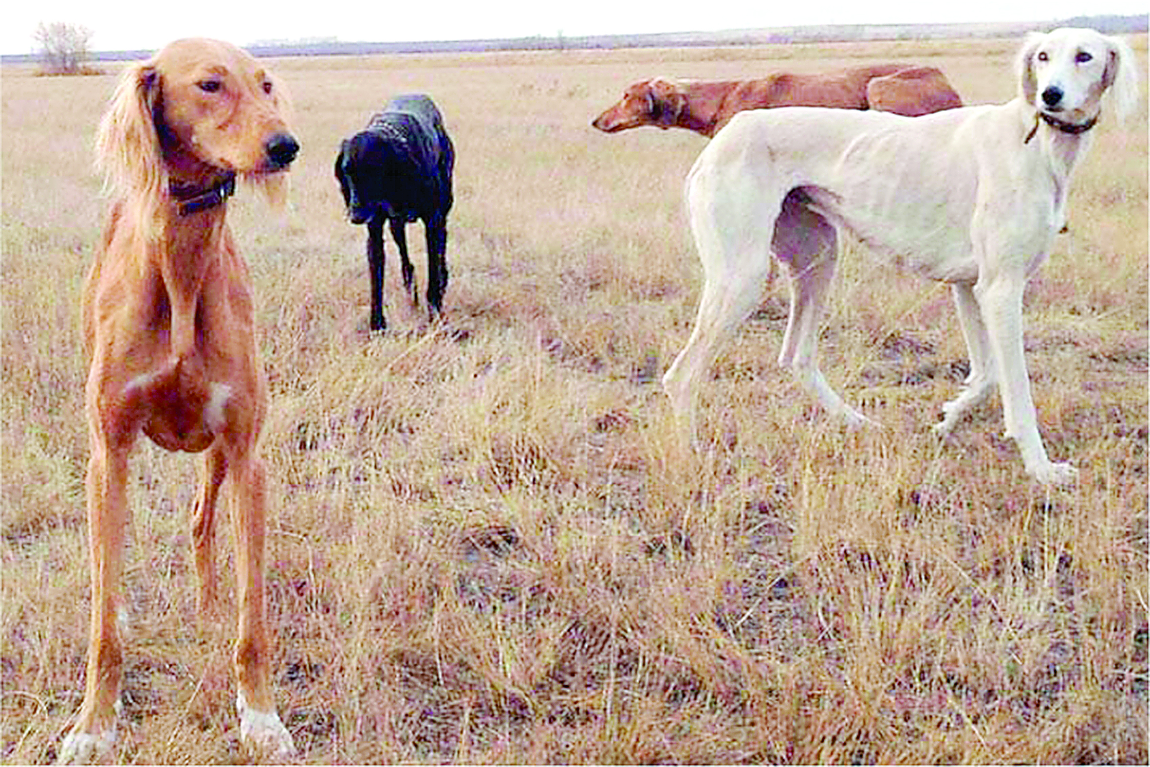 Тазының генетикалық құрылымын зерттеді