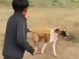 Ақтөбеде мектеп оқушысы итті аяусыз пышақтаған