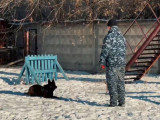 Қызметтік иттердің көмегімен мыңнан астам ұрлық ашылды