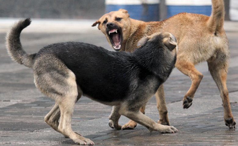 Бұралқы иттер малға шауып жатыр