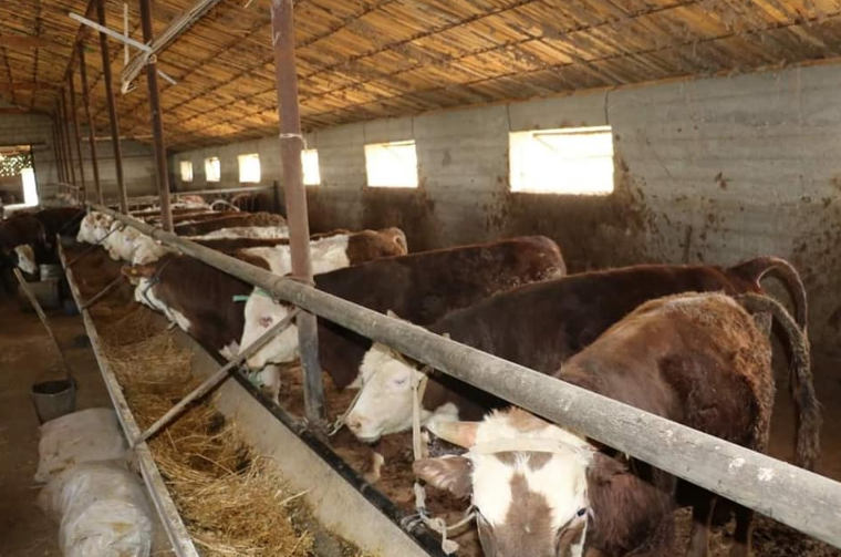 Мал бордақылаудың болашағы