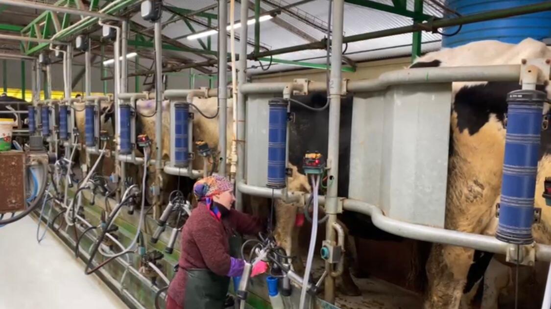 Сүбелі сүт өнімі