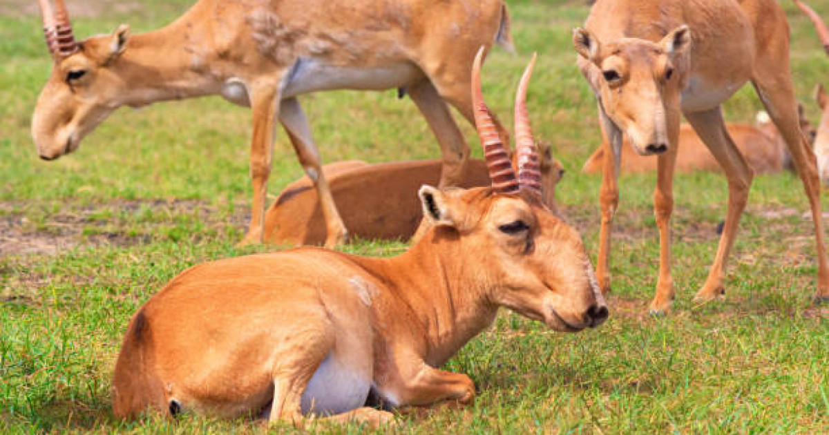 Киік өлексесінің Кеңгір суына кесірі жоқ