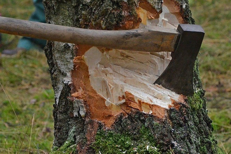 Қарқаралы орманы қорғауға зәру