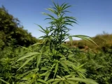 Қызылордада 3 күнде есірткі өсірудің 5 дерегі анықталды