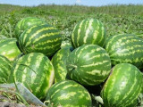 Мамандар қарбызды таңдаудың бірнеше тәсілін атады