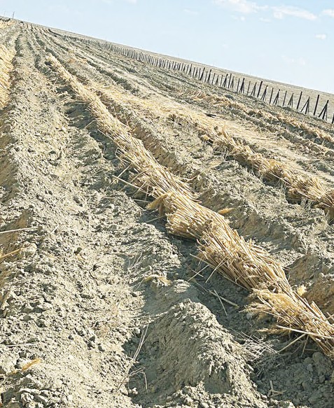 Құм көшкініне қарсы қарекет