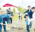 Ақжайықта 238,2 мың көшет егіледі