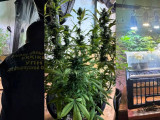 Атырау тұрғыны сарайда қарасора өсіріп келген