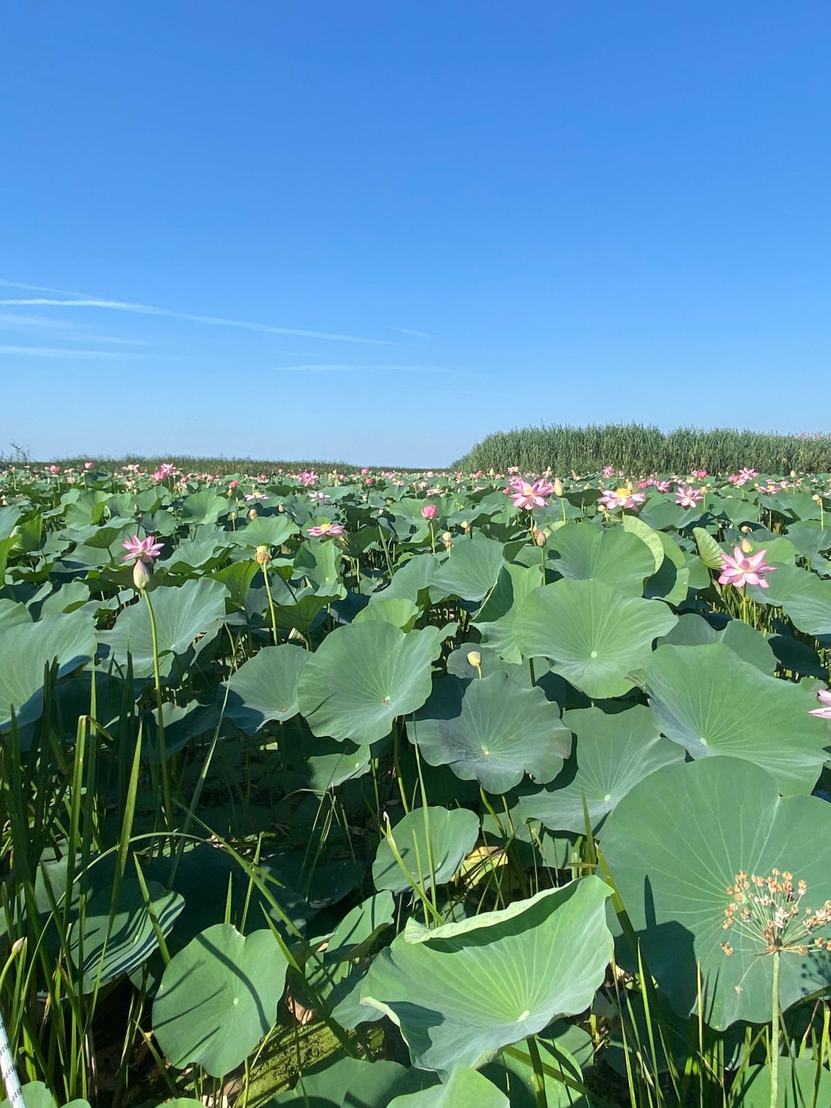 лотос