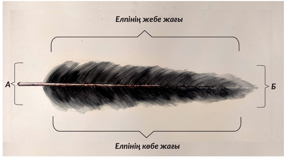 Елпі