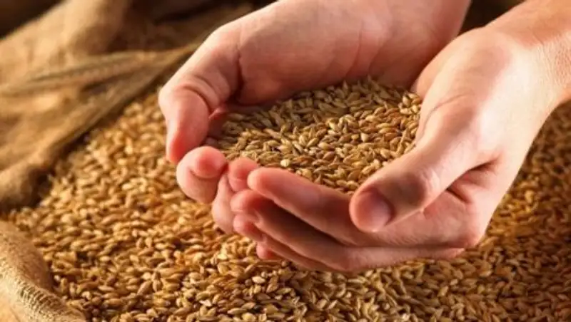 Биыл 20 млн тоннадан астам бидай жиналды