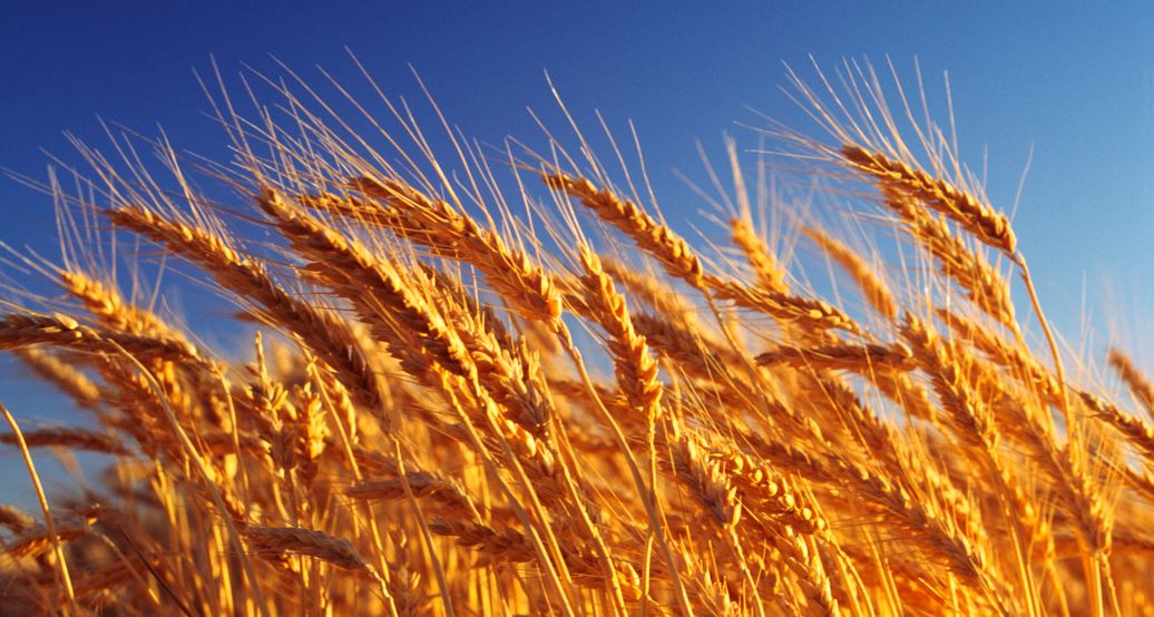 Астық экспорты артқан