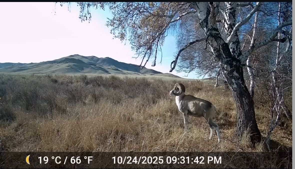 Арқаның арқары фототұзаққа түсті