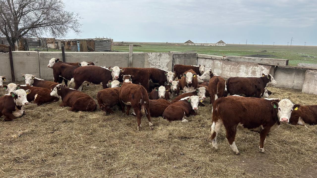 Полиция 18 мыңнан астам малды айыптұраққа апарып тастады