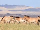 Қазақ даласына канша Пржевальский жылқысы жеткізілді?