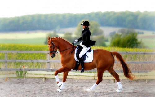 2026 жылы Қазақстанда FEI халықаралық ат спорты жарыстары өтеді