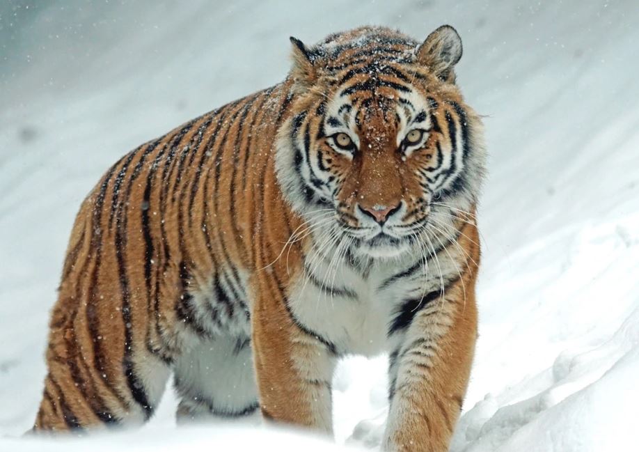 Қазақстанға амур жолбарыстары әкелінетін болды