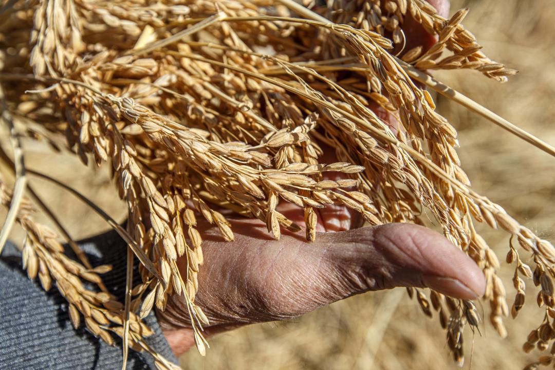 Жетісуда аграрлық сектор қарқынды дамуда