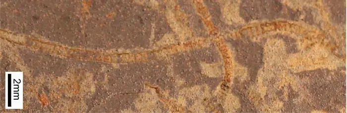 Ежелгі тіршілік белгісін тапты