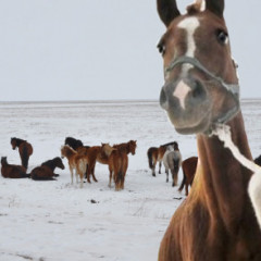 Үш күнде 100-ден астам мал ұрысы ұсталды (видео)