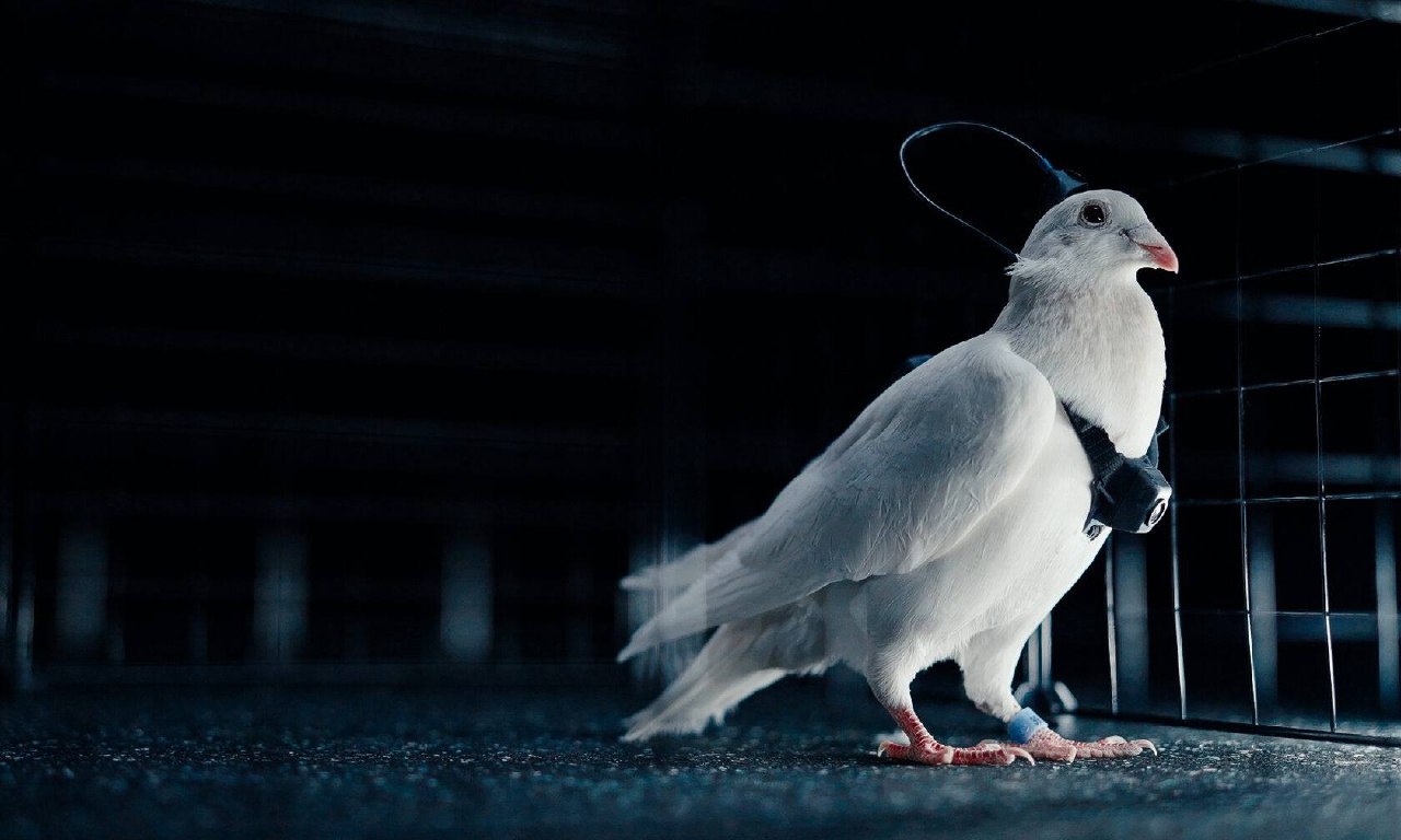 Биодрон-көгершіндер