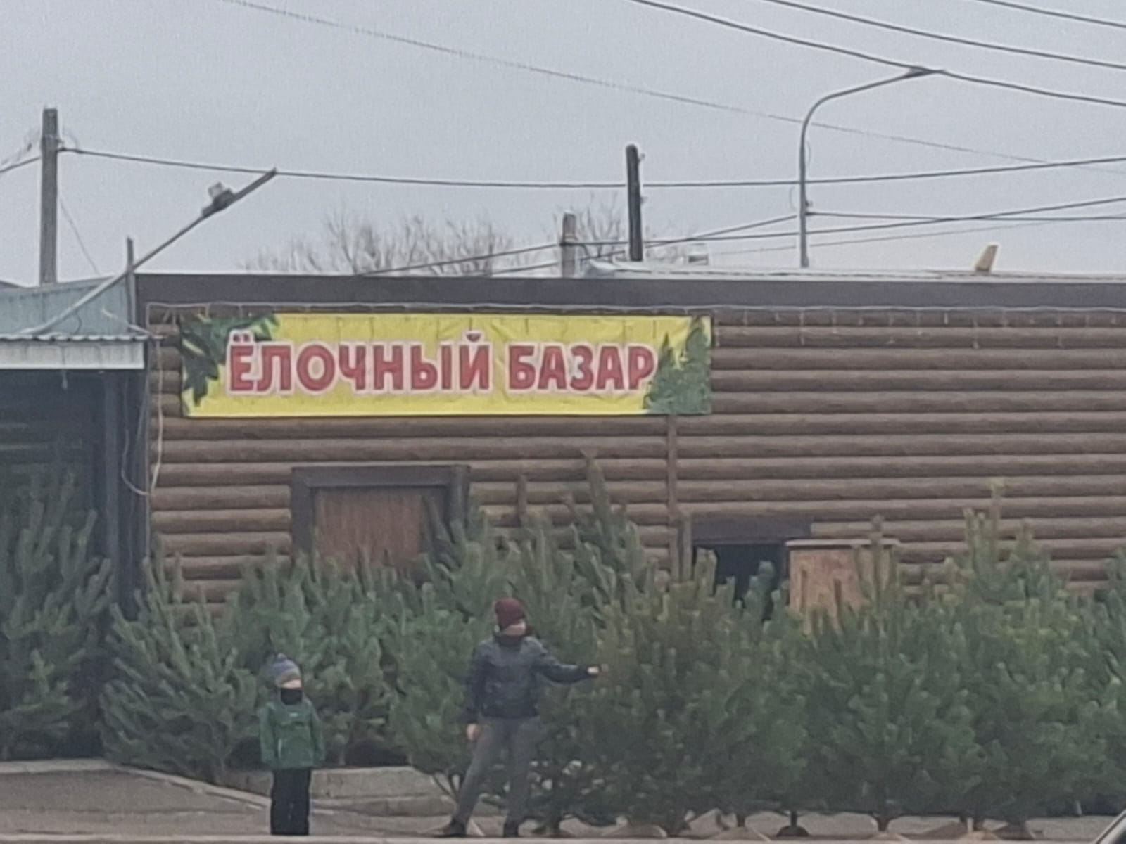 Қостанай облысында қылқанжапырақты ағаштарды қорғау күшейтілді