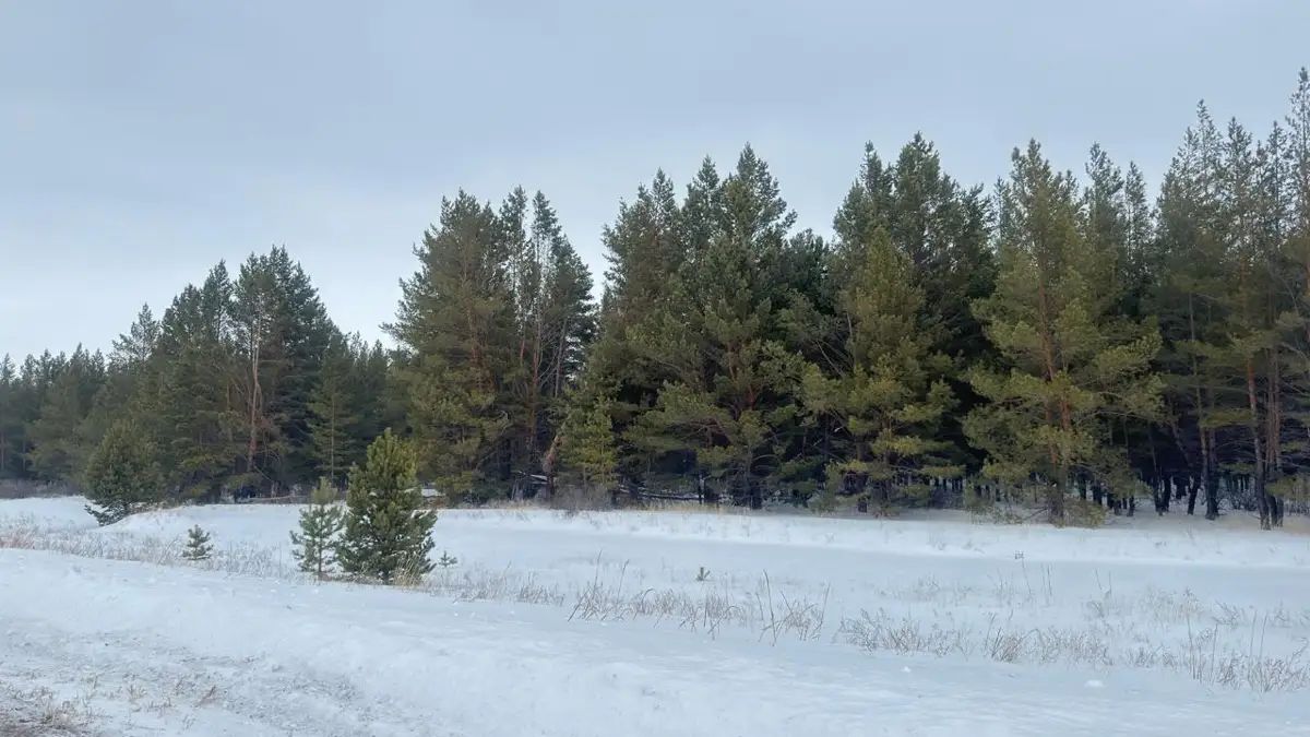 Шырша балталағанға батпан жаза бар