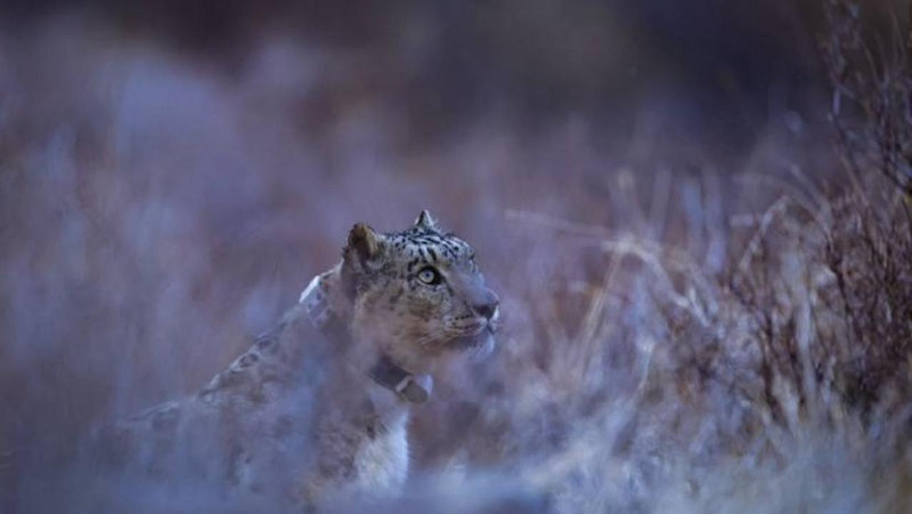 Ілбіске қарғыбау тағылды