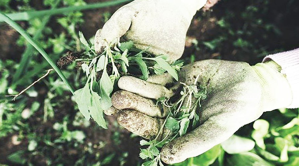 Берік Базарбаев: «Арамшөп – астықтың басты жауы»