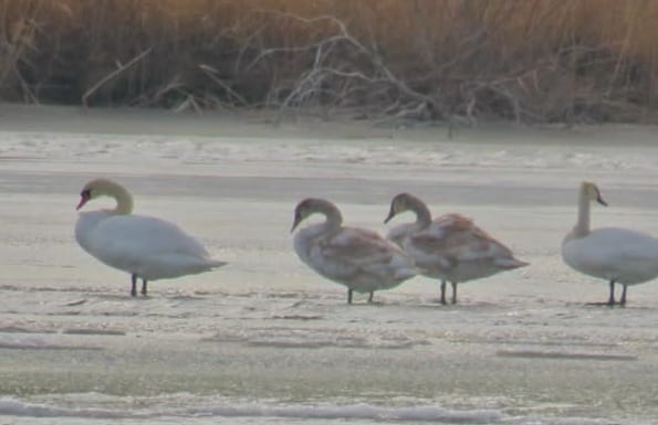 Аққулар отбасы: Табиғи паркте сирек құбылыс тіркелді