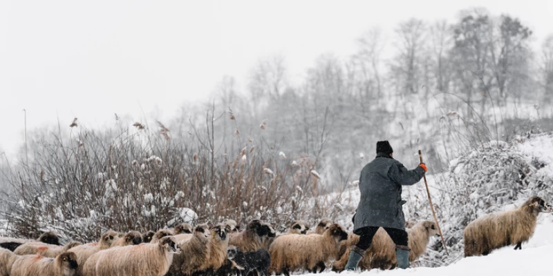 Жоғалған шопан табылды