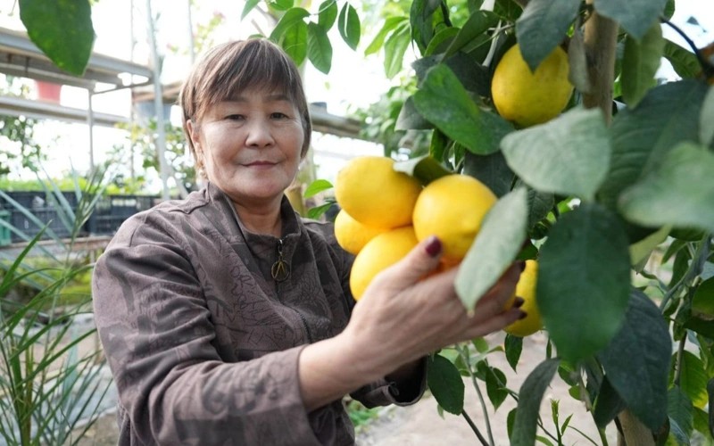 Қызылордада лимон пісті