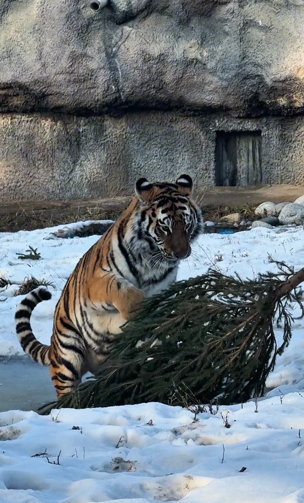 Хайуанаттар шыршаға қарық болды