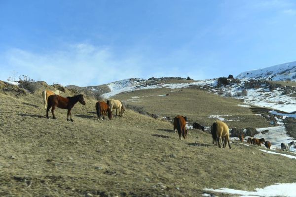 Түркістан облысында 531,1 мың гектар жайылым жетіспейді
