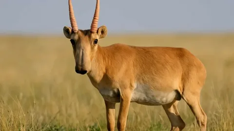 Киікке де қамқорлық қажет