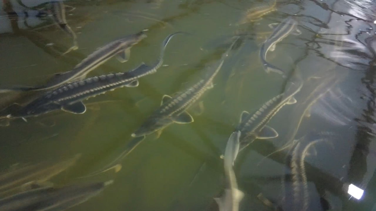 Балық шаруашылығына серпін береді