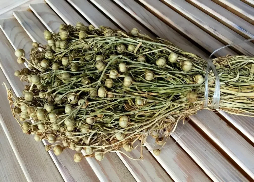 Ресей елшілігі адыраспанға байланысты ел тұрғындарына ескерту жасады