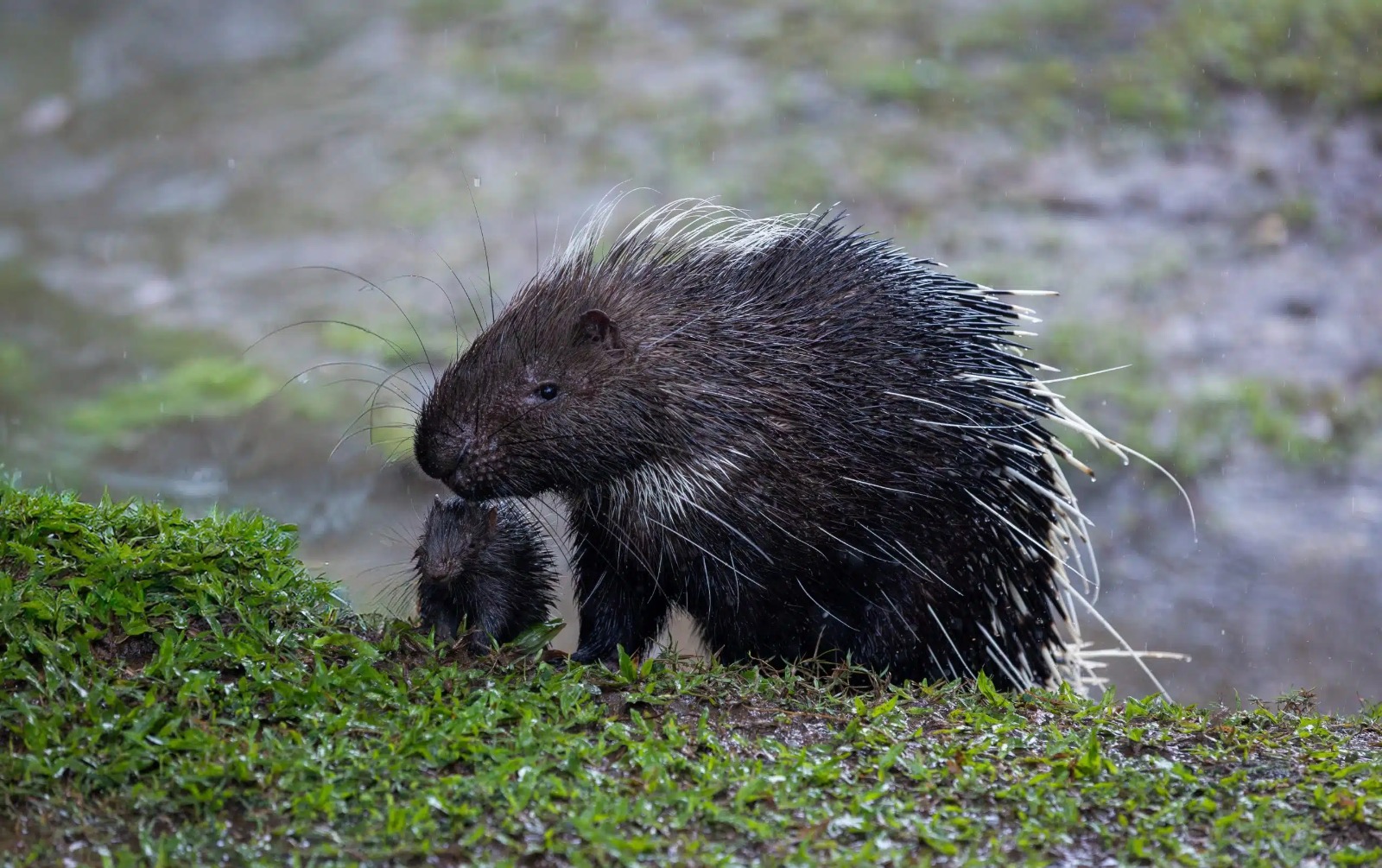 Іле Алатауы саябағында жабайы аң фототұзаққа түсіп қалды