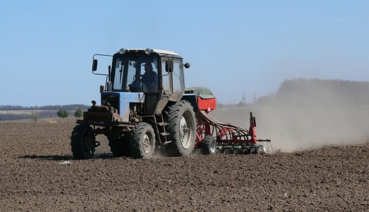 Қызылорда күріштің орнына егетін дақылды таңдады