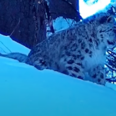 Сирек кадр: Алматы қорығында аландар көзге түсті